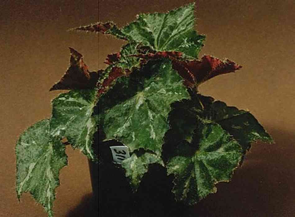 B. ‘Atlantis’